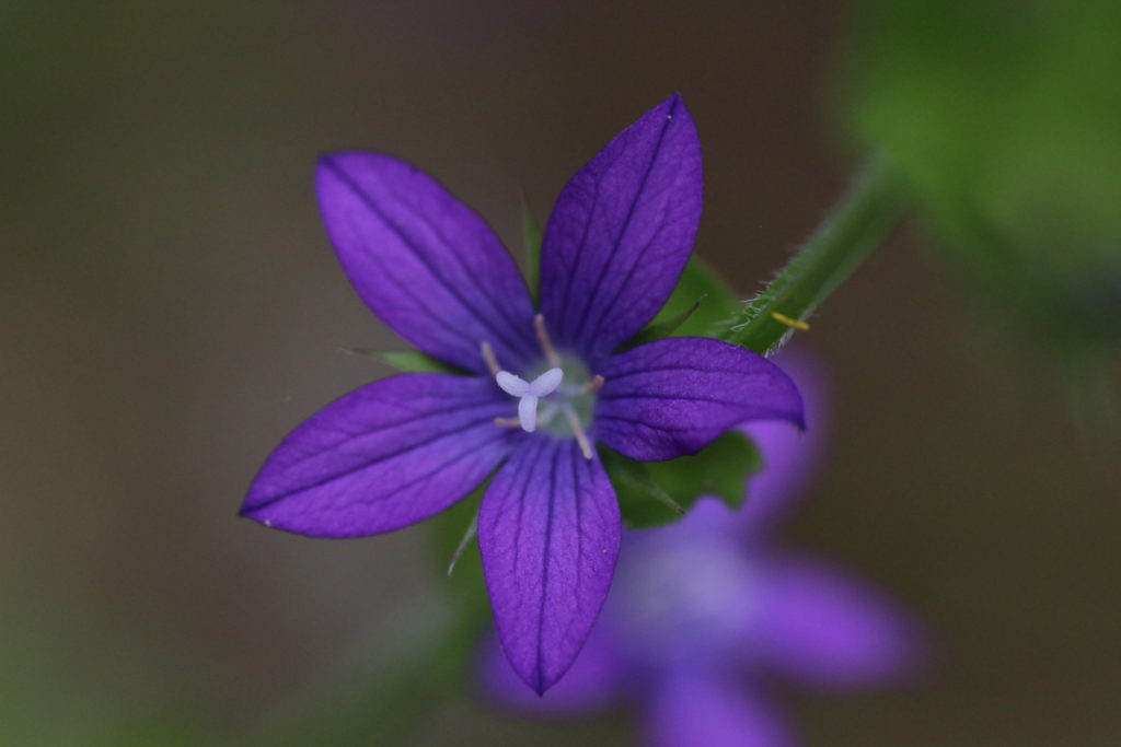 優しい愛 In And Out By Pathpilot